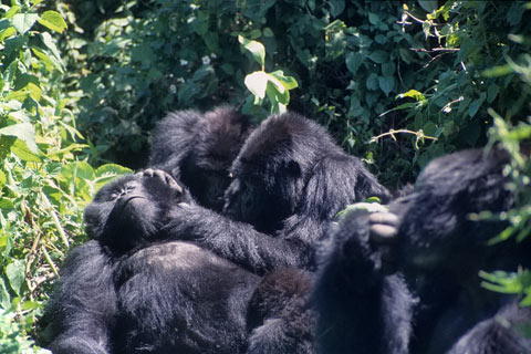 https://www.transafrika.org/media/Bilder Ruanda/berggorilla ruanda.jpg